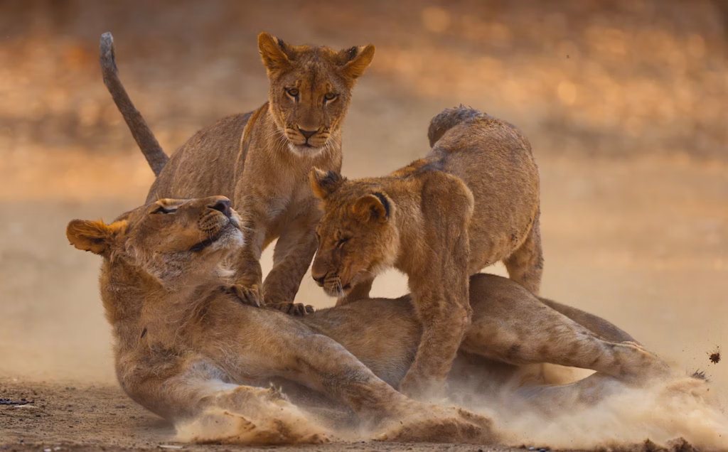 5-Day Northern Tanzania Private Tour with Lake Manyara