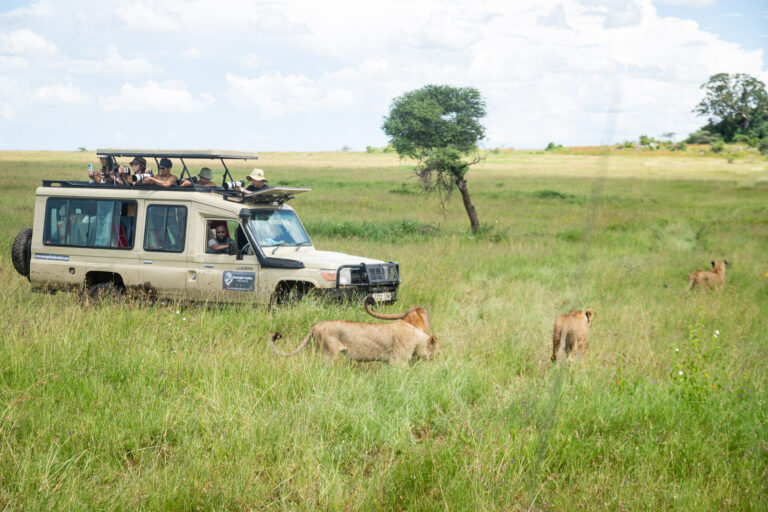 Ndutu Area Tanzania