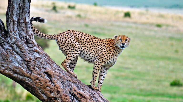 12-Day Ultimate Tanzania - Unforgettable Wildlife Safari