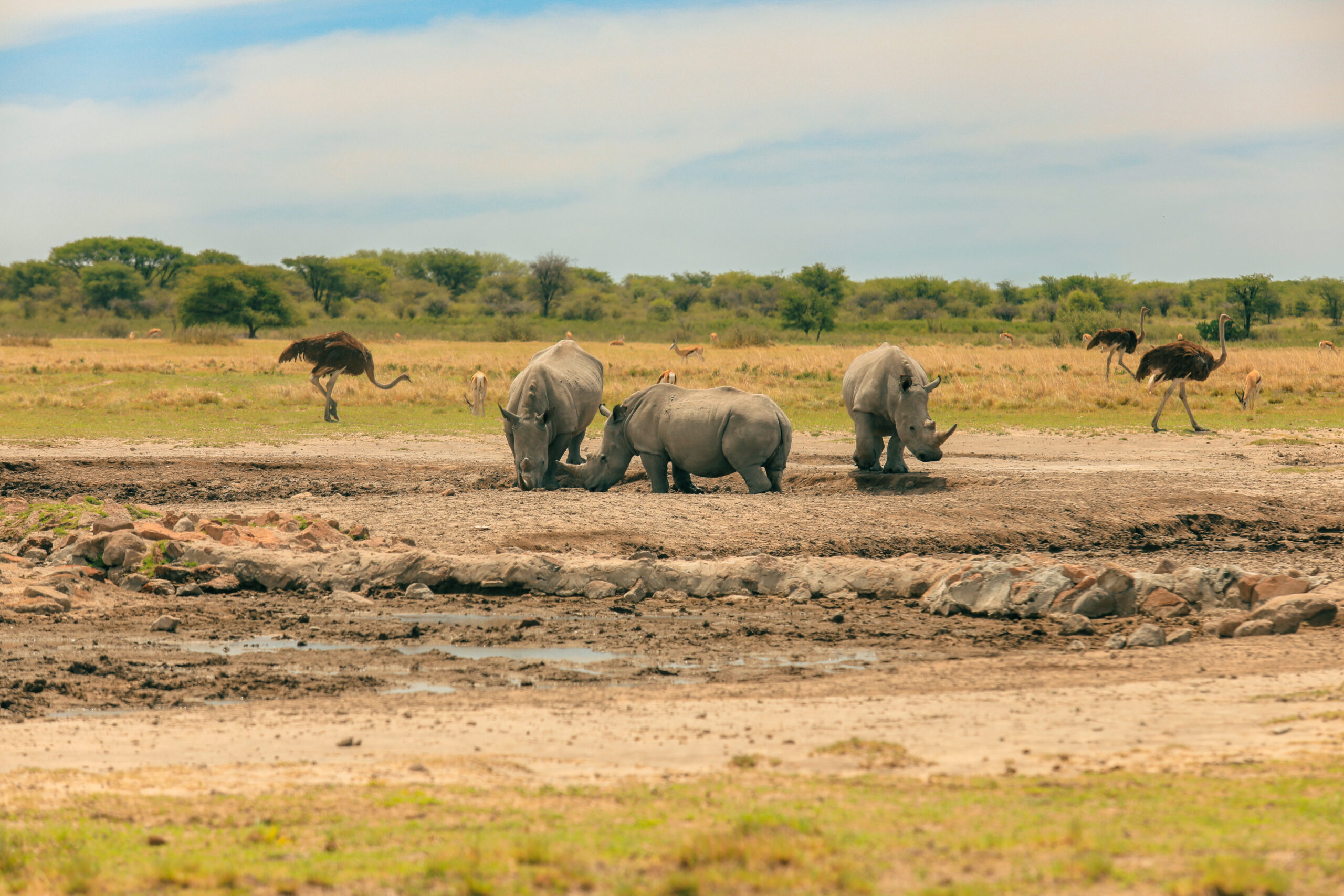 Tanzania Safaris
