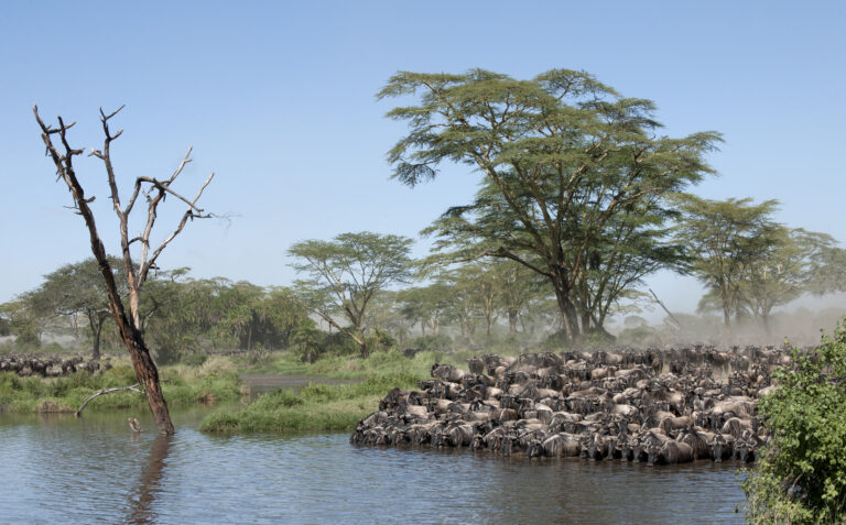 Great Wildebeest Migration Safari