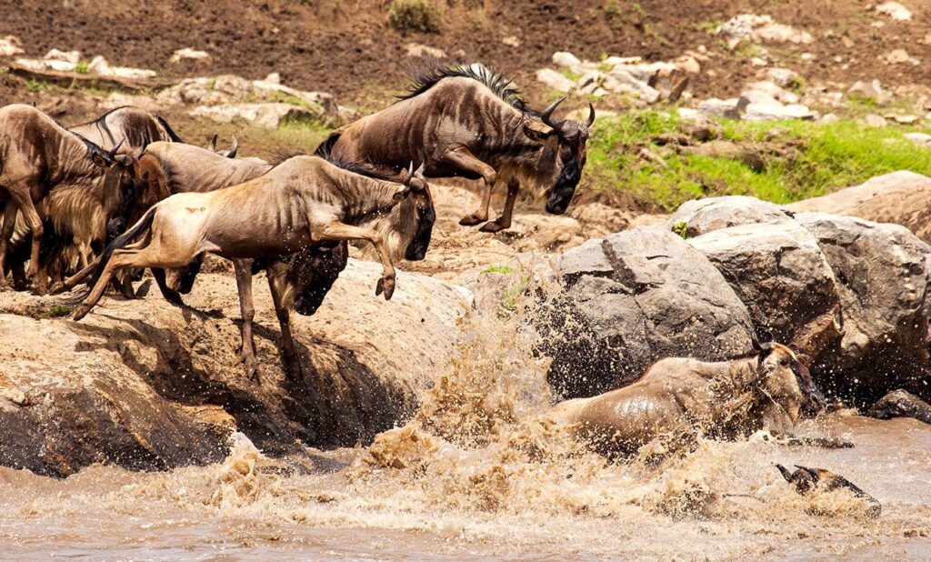Serengeti & Ngorongoro Classic Safari