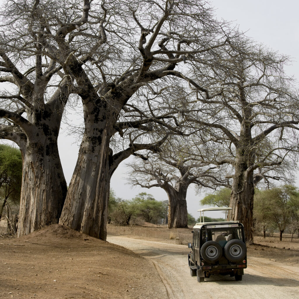 6-Day Budget Joining Northern Circuit Safari
