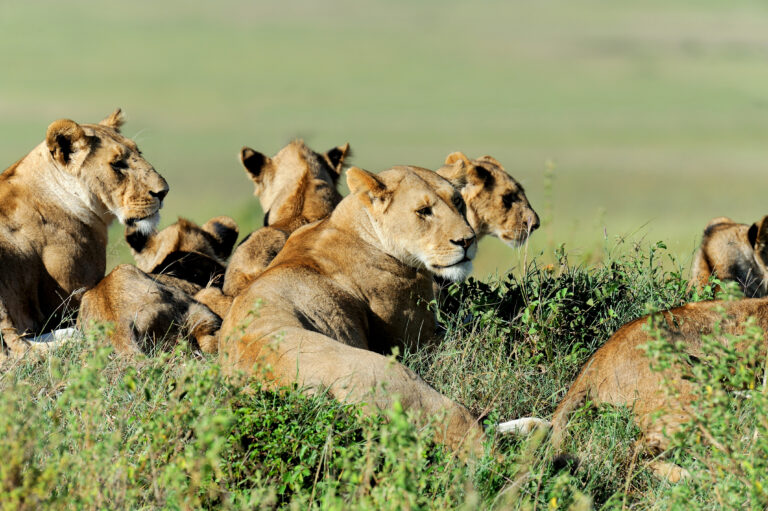 5-Day Mid-Range Migration Safari — Northern Serengeti