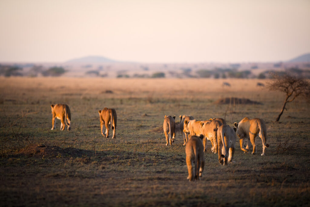 8 Days Ultimate Luxury Tanzania Safari
