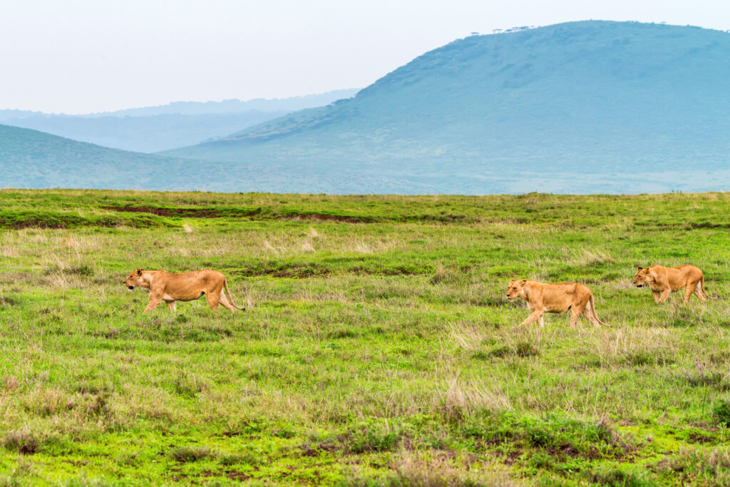 6-Day Mid-Range Northern Circuit Photographic Safari