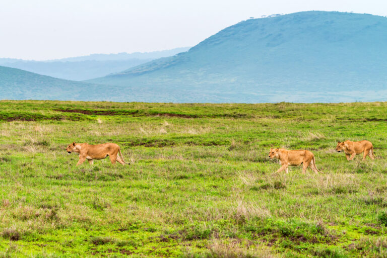 6-Day Mid-Range Northern Circuit Photographic Safari