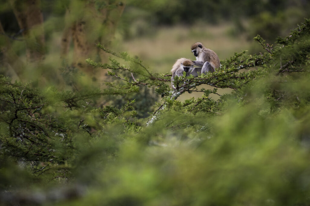 6-Day Budget Camping Northern Circuit Safari